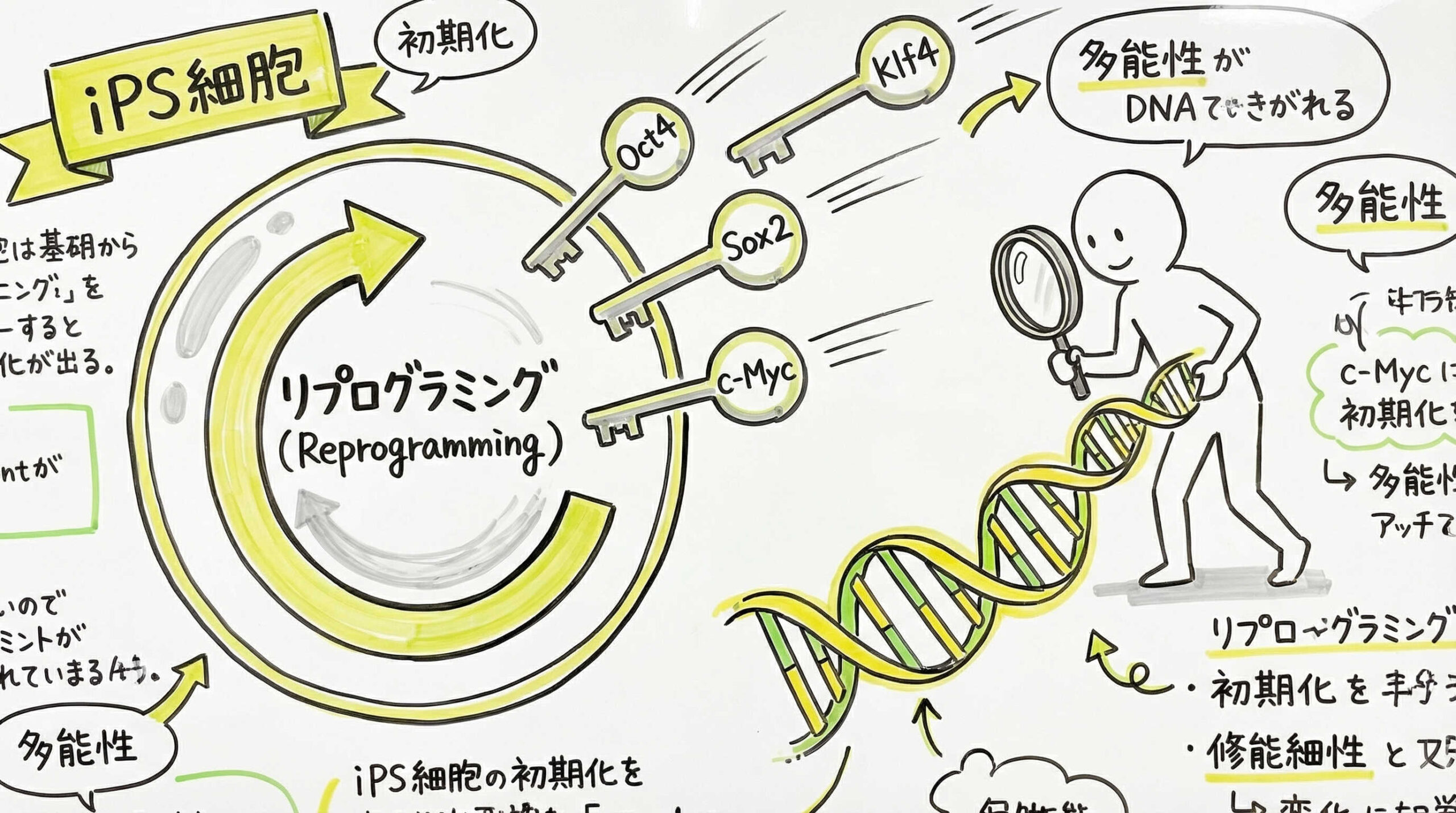 リプログラミングのメカニズムと初期化因子の最適化
