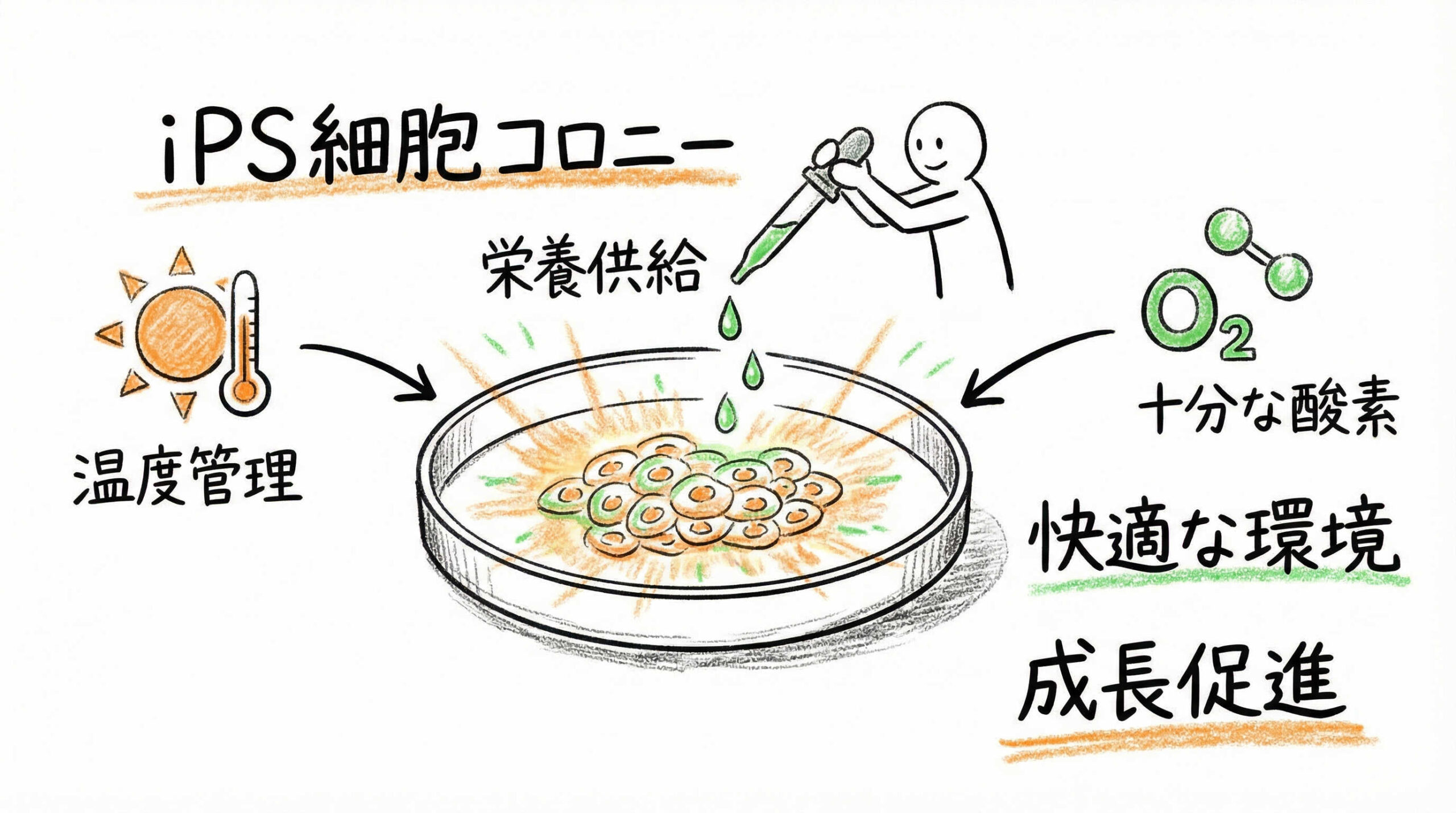 樹立効率を最大化する培養条件とプロトコル改善
